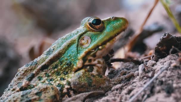 Frog Sits sulla sabbia vicino alla riva del fiume. Ritratto di Rospo Verde. — Video Stock