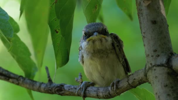 Chick zit op een boomtak in Green Forest. Muilkorf van Nestling. — Stockvideo