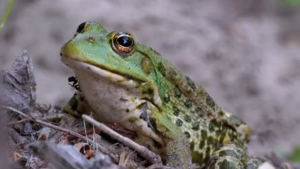 Frosch sitzt auf dem Sand in der Nähe des Flussufers. Porträt der Grünen Kröte. — Stockvideo