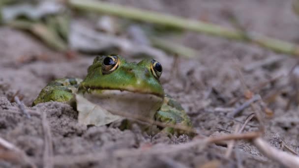 Frog Funny Tittar på kameran. Porträtt av gröna paddor Sits på sanden. — Stockvideo