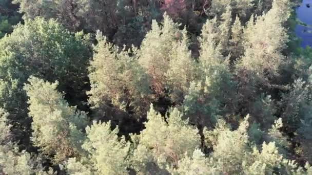 Letecký pohled na říční koryto mezi borovým lesem. Řeka u vrcholků zelených stromů — Stock video