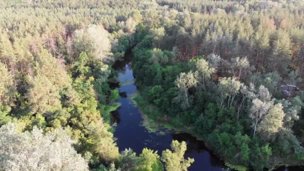Vue aérienne du lit de la rivière entre la forêt de pins. Rivière près de Hauts d'arbres verts — Video