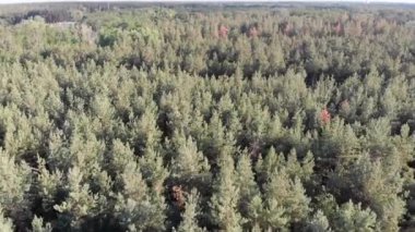 Çam Ormanı 'ndaki tarlalı hava manzarası. Yeşil Ağaçlı Ahşap Park