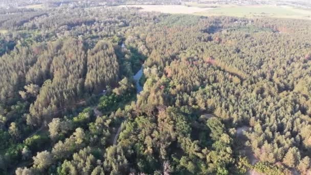 Vista aérea de Riverbed Between Pine Forest. Río cerca de Tops of Green Trees — Vídeos de Stock