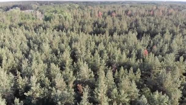 Légi felvétel a fenyőerdőről Fieldsszel. Fapark zöld fákkal — Stock videók