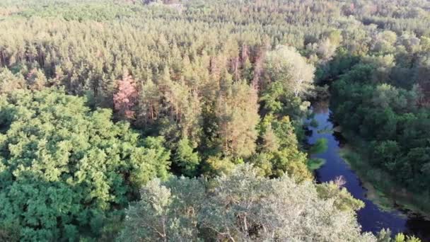 Widok z lotu ptaka na koryto rzeki między lasem sosnowym. Rzeka w pobliżu wierzchołków zielonych drzew — Wideo stockowe