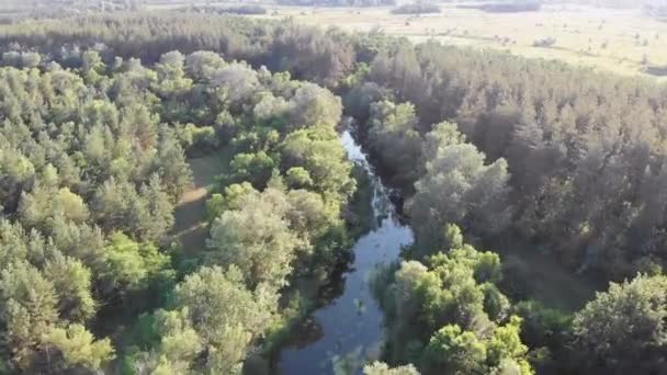 Çam Ormanı Arasındaki Nehir yatağı 'nın havadan görüntüsü. Yeşil Ağaçların Tepesi Yakınlarındaki Nehir — Stok video