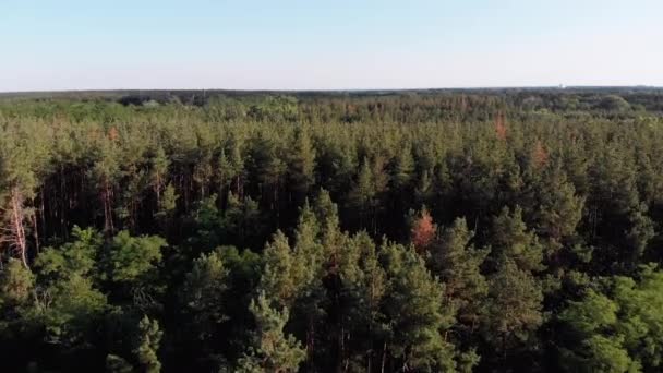 Вид с воздуха на сосновый лес. Деревянный парк с зелеными деревьями. Вид сверху — стоковое видео