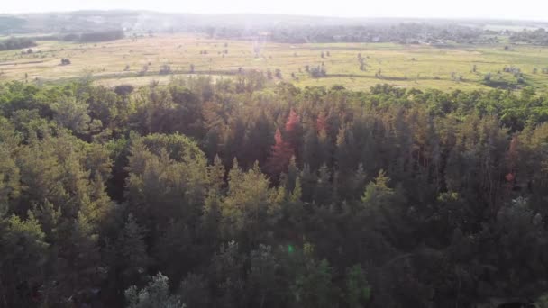 フィールドとパインの森の空中ビュー。緑の木の森公園 — ストック動画
