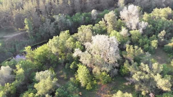 Légi felvétel a Fenyőerdő közötti folyómederről. Folyó közelében Tops of Green Trees — Stock videók