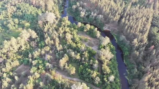 Вид с воздуха на русло реки между сосновым лесом. Река рядом с Топами зеленых деревьев — стоковое видео