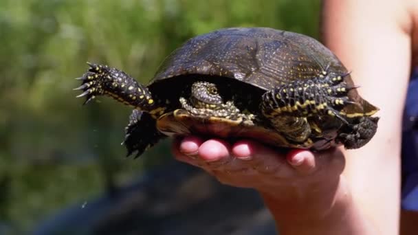 Tartaruga mente na mão da mulher e engraçado move suas patas no fundo do rio verde — Vídeo de Stock