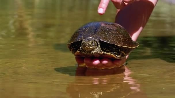 Skildpadde ligger på kvinde hånd og sjov bevæger sine poter på grøn flod baggrund – Stock-video