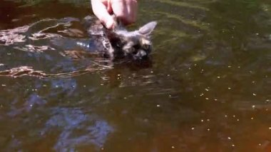 Kedi Suda Yüzüyor. Adam Kedicik 'e nehirde yüzmeyi öğretiyor. Yavaş Hareket