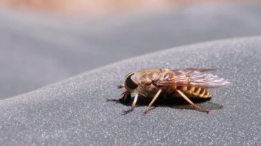 Gadfly Sürüngenleri, yakın plan. Macro 'da At Uçuşu. Yavaş Hareket