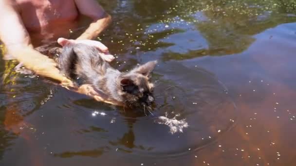 El gato nada en el río. Hombre enseña a gatito a nadar en el agua. Moción lenta — Vídeo de stock