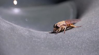 Gadfly Sürüngenleri, yakın plan. Macro 'da At Uçuşu. Yavaş Hareket
