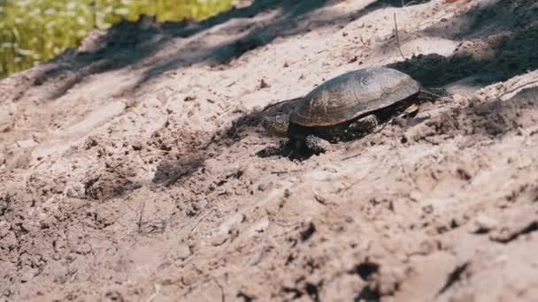 River Turtle strisciando sulla sabbia fino all'acqua vicino a Riverbank. Rallentatore — Video Stock