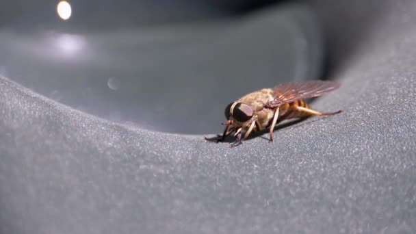 Gadfly Creeps Close-up. Cavalo-Mosca em Macro. Movimento lento — Vídeo de Stock