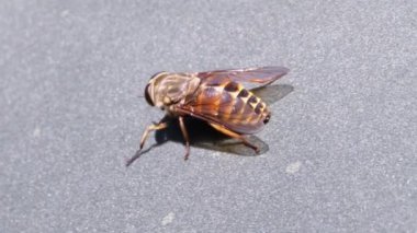 Gadfly Sürüngenleri, yakın plan. Macro 'da At Uçuşu. Yavaş Hareket