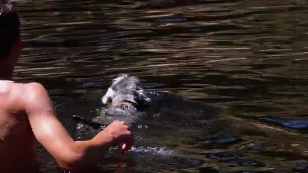 Perro nadando en el río. Moción lenta — Vídeos de Stock