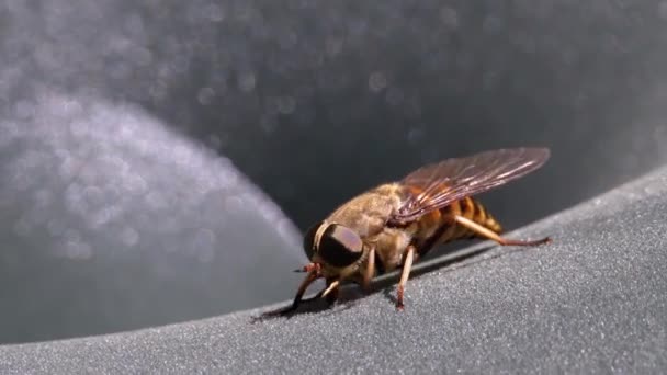 Gadfly skrada się z bliska. Latać konno w Makro. Zwolniony ruch — Wideo stockowe