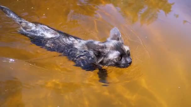 Кошка плавает в воде. Чёрный котёнок плавает в реке. Кошачьи эмоции. Медленное движение — стоковое видео