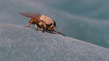 Gadfly Sürüngenleri, yakın plan. Macro 'da At Uçuşu. Yavaş Hareket