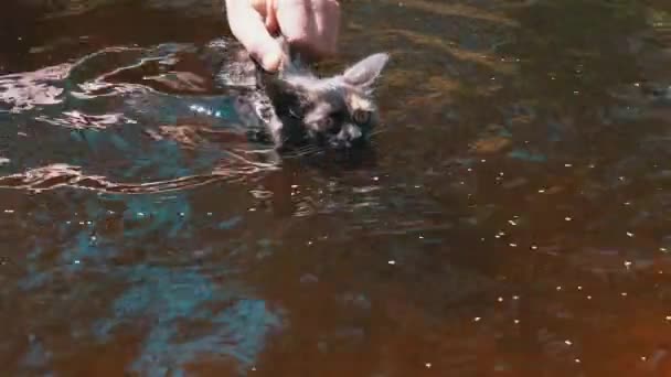 Кот плавает в воде. Человек учит Киттена плавать в реке. Slow Motion — стоковое видео