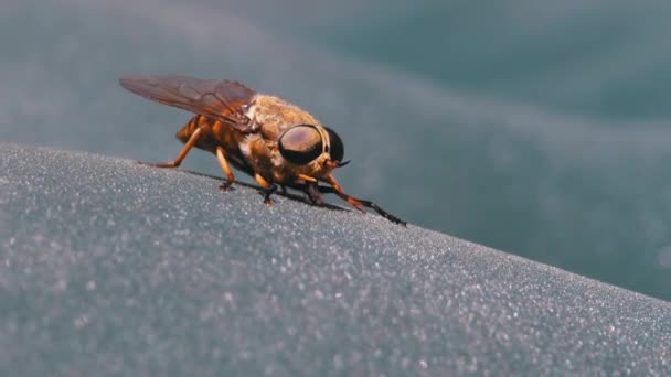 Gadfly skrada się z bliska. Latać konno w Makro. Zwolniony ruch — Wideo stockowe