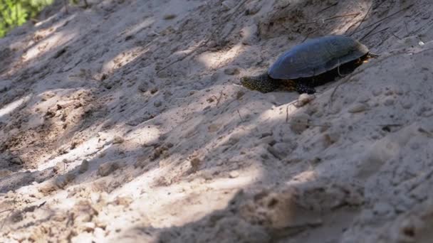 Tortuga fluvial arrastrándose en arena hasta el agua cerca de Riverbank. Moción lenta — Vídeos de Stock