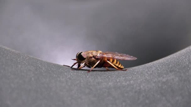 Gadfly skrada się z bliska. Latać konno w Makro. Zwolniony ruch — Wideo stockowe