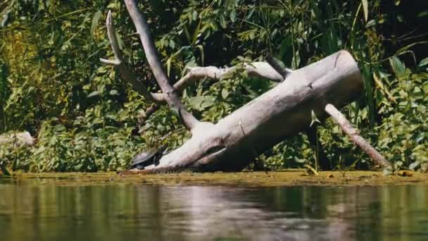 Tortue assise sur une bille de bois dans la rivière avec des algues vertes — Video