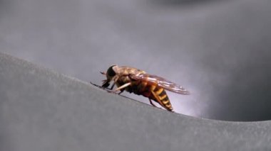 Gadfly Sürüngenleri, yakın plan. Macro 'da At Uçuşu. Yavaş Hareket