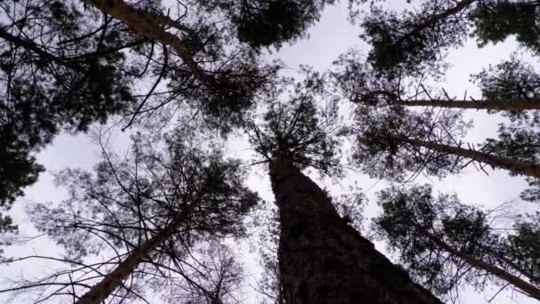 Dark Creepy Forest. Vue du bas des troncs d'arbres et des branches contre un ciel orageux