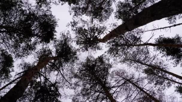 Тёмный жуткий лес. Нижний вид стволов деревьев и ветвей против бушующего неба — стоковое видео