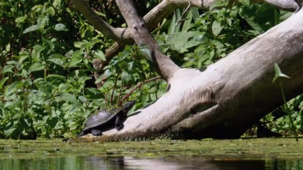 Tortuga sentada en un tronco en el río con algas verdes — Vídeos de Stock