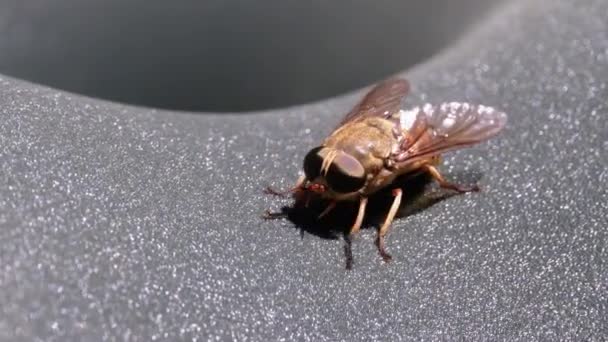 Gadfly Creeps Gros plan. La Mouche des Chevaux à Macro. Mouvement lent