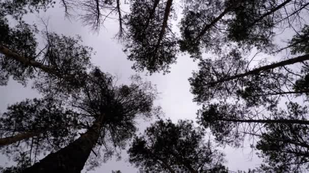 Dark Creepy Forest. Vue du bas des troncs d'arbres et des branches contre un ciel orageux