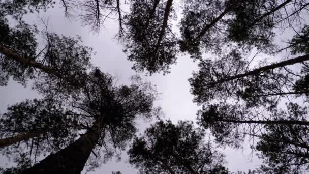 Mörka läskiga skogen. Botten utsikt över trädstammar och grenar mot en stormig himmel — Stockvideo