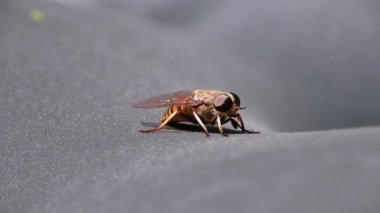 Gadfly Sürüngenleri, yakın plan. Macro 'da At Uçuşu. Yavaş Hareket