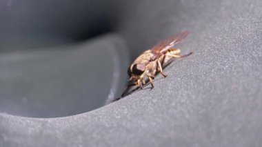 Gadfly Sürüngenleri, yakın plan. Macro 'da At Uçuşu. Yavaş Hareket