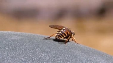 Gadfly Sürüngenleri, yakın plan. Macro 'da At Uçuşu. Yavaş Hareket