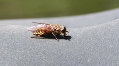 Gadfly Sürüngenleri, yakın plan. Macro 'da At Uçuşu. Yavaş Hareket