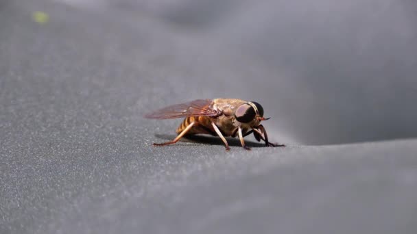 Το Gadfly Creeps κλείνει. Πέταγμα αλόγων στο Μακρο. Αργή κίνηση — Αρχείο Βίντεο