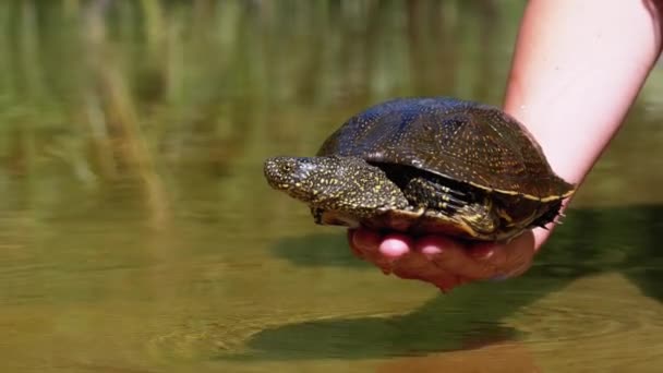 Turtle βρίσκεται στο χέρι της γυναίκας και αστεία μετακινεί τα πιόνια του στο πράσινο φόντο του ποταμού — Αρχείο Βίντεο