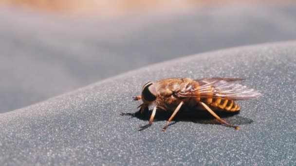 Το Gadfly Creeps κλείνει. Πέταγμα αλόγων στο Μακρο. Αργή κίνηση — Αρχείο Βίντεο