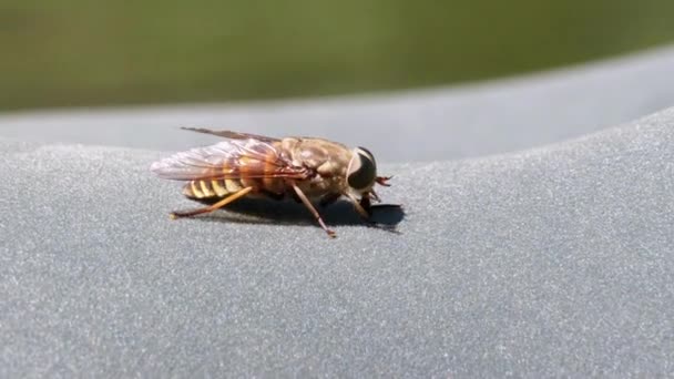 Gadfly skrada się z bliska. Latać konno w Makro. Zwolniony ruch — Wideo stockowe