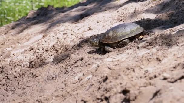River Turtle Crawling on Sand to Water near Riverbank. Slow Motion — Stock Video