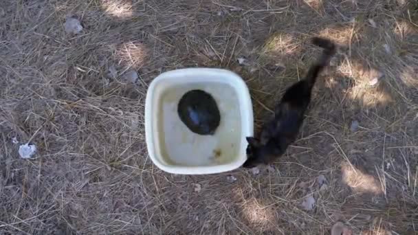 Black Kitten spielt mit einer Schildkröte in einer Schüssel auf die Natur. Zeitlupe — Stockvideo